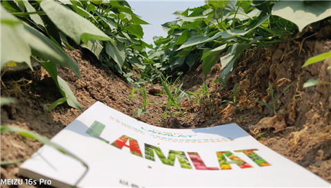 水溶肥，拉姆拉，翠姆