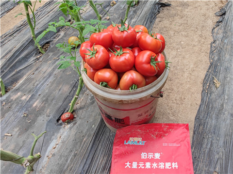 水溶肥，拉姆拉，伯示麦