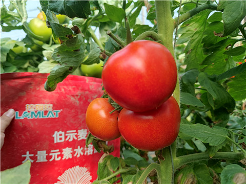 水溶肥，拉姆拉，伯示麦 