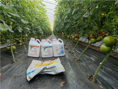 水溶肥，拉姆拉，伯示麦 