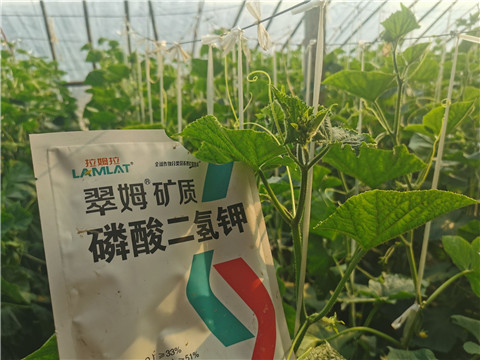 水溶肥，拉姆拉，翠姆