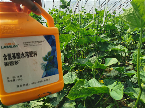 水溶肥，拉姆拉，翠姆