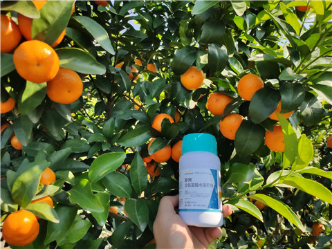 叶面肥，拉姆拉，翠姆