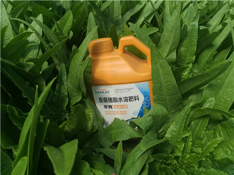 冲施肥，拉姆拉，翠姆