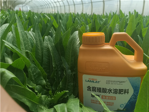 冲施肥，拉姆拉，翠姆