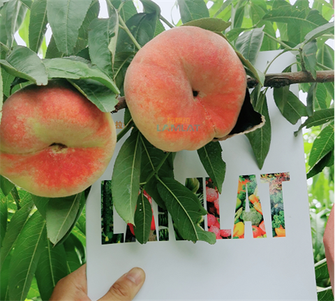 水溶肥，翠姆，拉姆拉