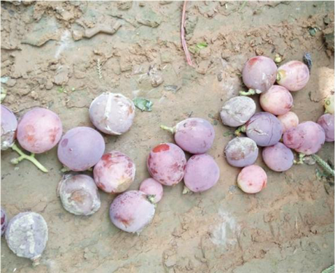 水溶肥，翠姆，拉姆拉