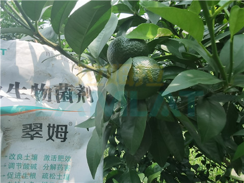 微生物菌剂，翠姆，拉姆拉