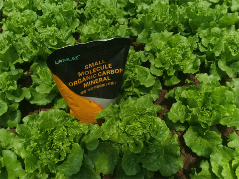 水溶肥厂家,翠姆,生菜种植