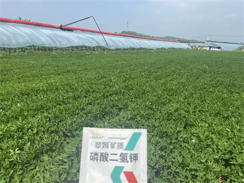 水溶肥,翠姆,花生种植