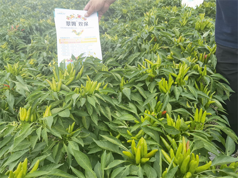 水溶肥,翠姆,朝天椒种植