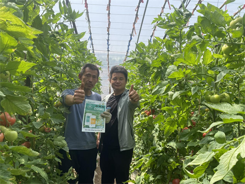 西红柿种植,进口水溶肥,翠姆