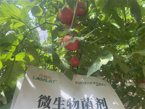 西红柿种植,进口水溶肥,翠姆