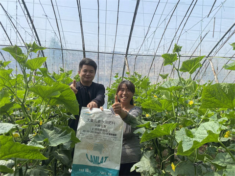 黄瓜种植,水溶肥,八珍玉食