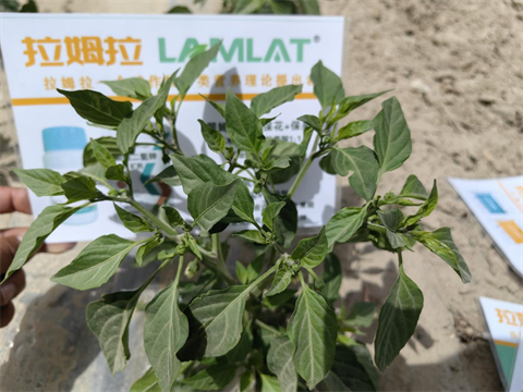 辣椒种植,水溶肥,拉姆拉