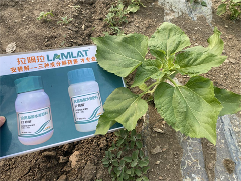 安碧解,葵花种植,拉姆拉