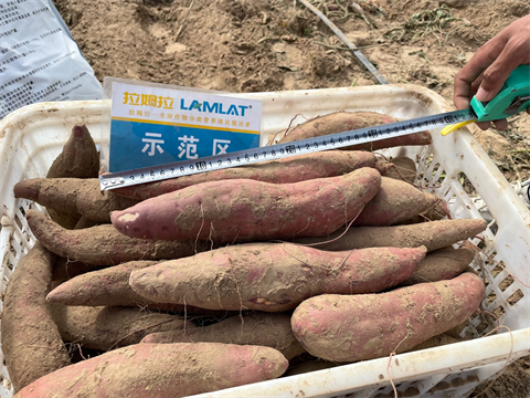 红薯施肥,进口水溶肥,拉姆拉水溶肥