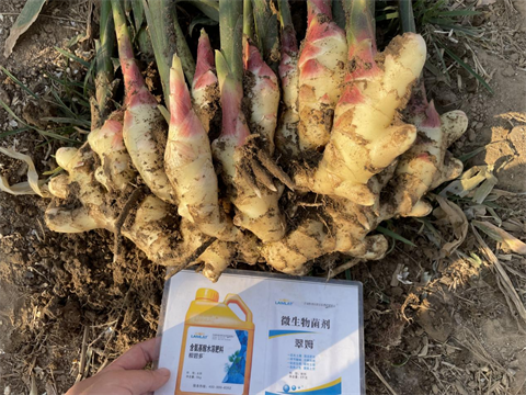 进口水溶肥,大姜种植,翠姆水溶肥