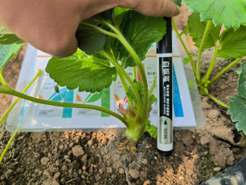 水溶肥品牌,草莓种植,翠姆水溶肥