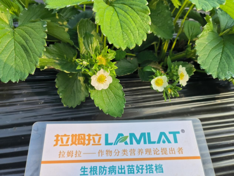 水溶肥品牌,草莓种植,翠姆水溶肥