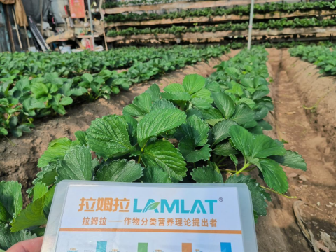 水溶肥品牌,草莓种植,翠姆水溶肥