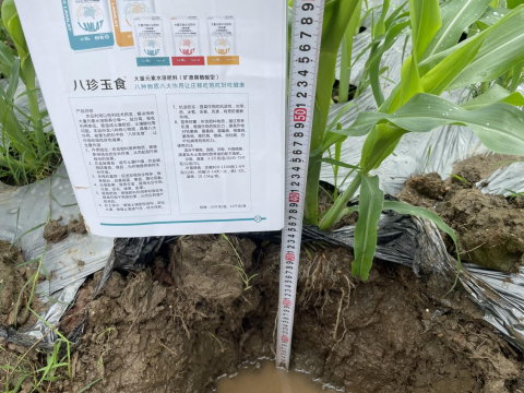 水溶肥厂家,甜脆玉米种植,拉姆拉水溶肥