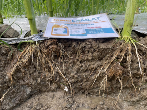 水溶肥厂家,甜脆玉米种植,拉姆拉水溶肥