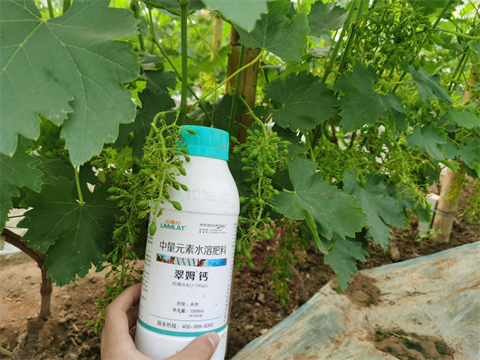 叶面肥品牌,拉姆拉特种肥,翠姆水溶肥