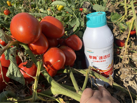 进口水溶肥,番茄转色,拉姆拉水溶肥