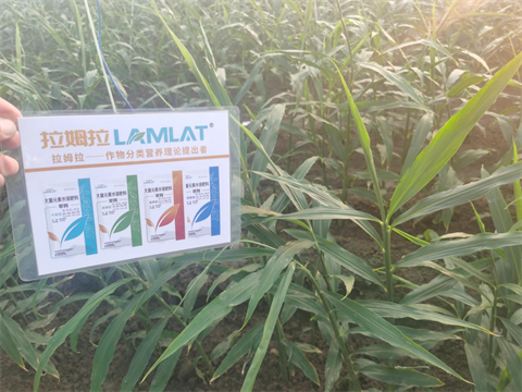 水溶肥厂家,大姜种植,翠姆大量元素水溶肥