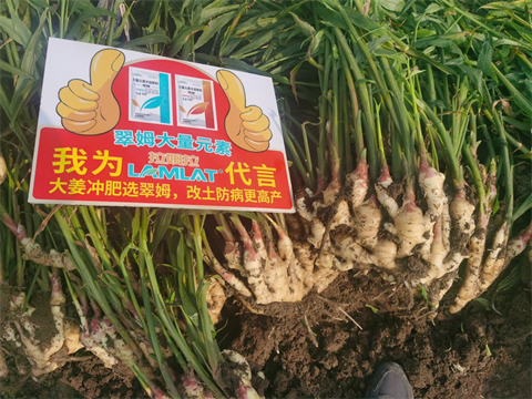 水溶肥厂家,大姜种植,翠姆大量元素水溶肥