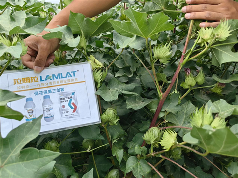 水溶肥品牌,棉花种植,翠姆水溶肥