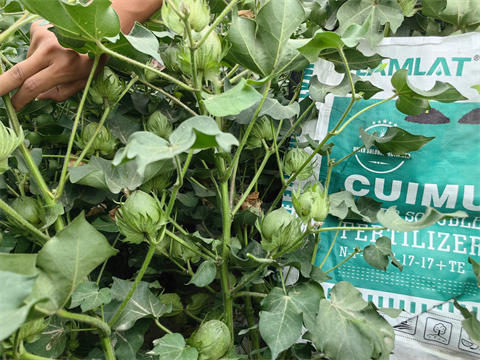 水溶肥品牌,棉花种植,翠姆水溶肥