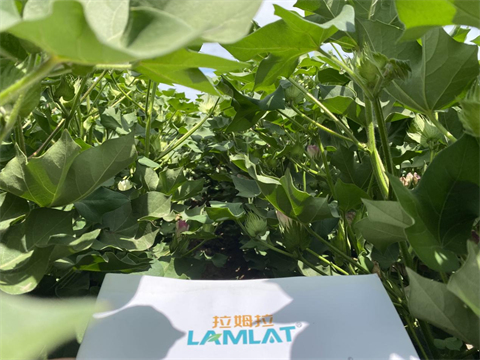 水溶肥品牌,棉花种植,翠姆水溶肥