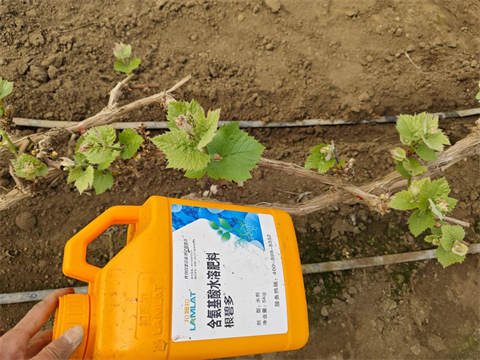 进口水溶肥,葡萄施肥,翠姆水溶肥