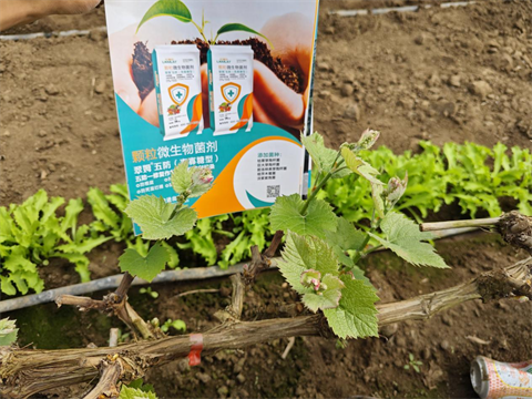 进口水溶肥,葡萄施肥,翠姆水溶肥