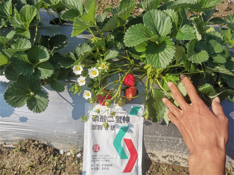水溶肥厂家,草莓种植,翠姆水溶肥