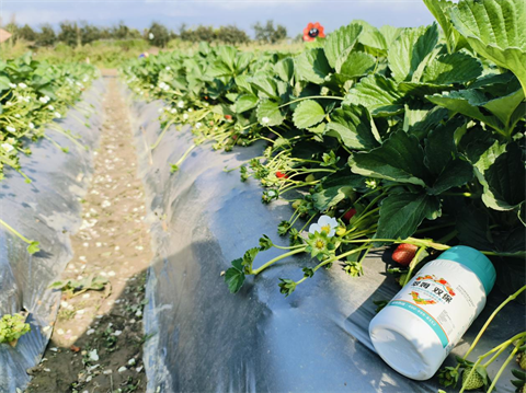 水溶肥厂家,草莓种植,翠姆水溶肥