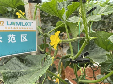 水溶肥品牌,黄瓜种植,翠姆水溶肥