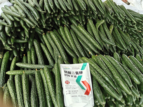 水溶肥品牌,黄瓜种植,翠姆水溶肥