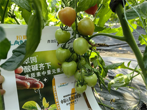 水溶肥厂家,圣女果种植,翠姆水溶肥