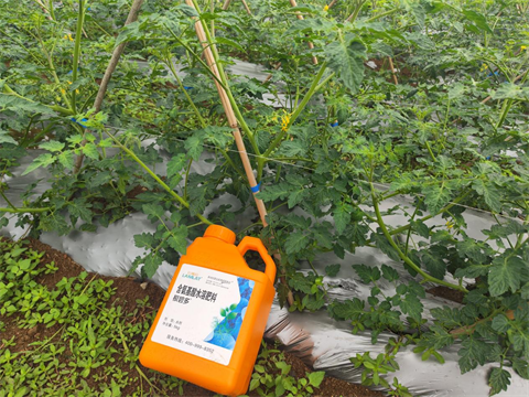 水溶肥厂家,圣女果种植,翠姆水溶肥