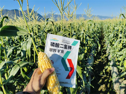 进口水溶肥,甜脆玉米种植,翠姆水溶肥