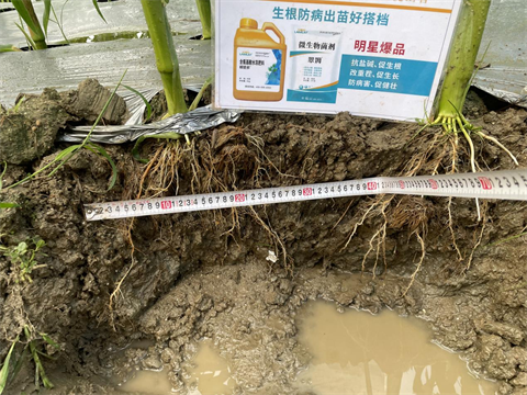 进口水溶肥,甜脆玉米种植,翠姆水溶肥