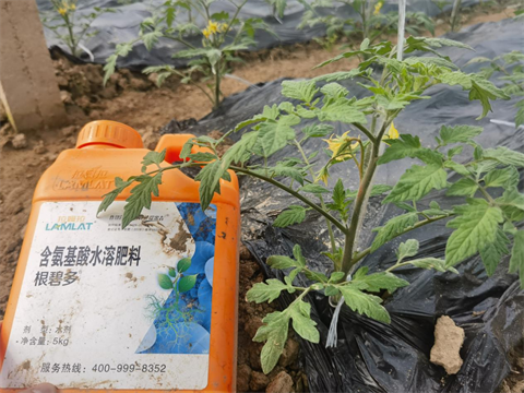 水溶肥品牌,番茄种植,拉姆拉水溶肥