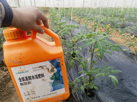 水溶肥品牌,番茄种植,拉姆拉水溶肥