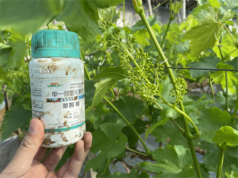 水溶肥厂家,葡萄种植,翠姆水溶肥