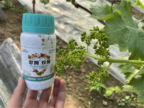 水溶肥厂家,葡萄种植,翠姆水溶肥