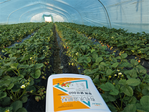 水溶肥品牌,拉姆拉,滴灌级特种肥