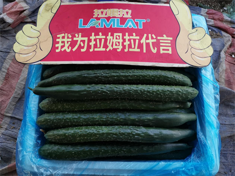 进口水溶肥,黄瓜种植,拉姆拉滴灌级特种肥